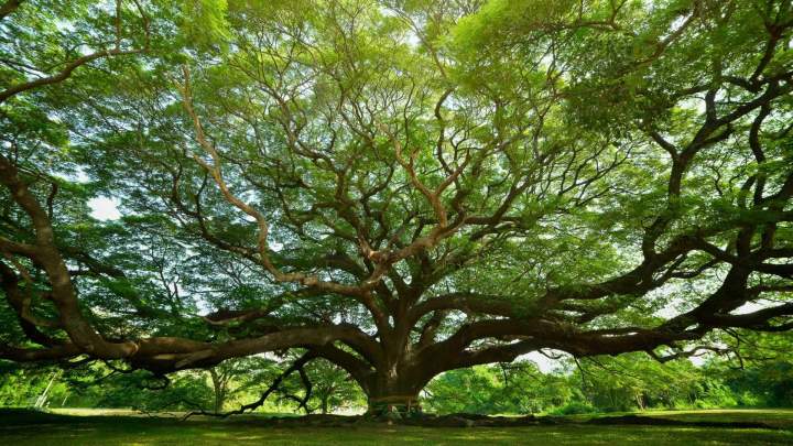 Abattage d'arbres dans le Pays d'Auge